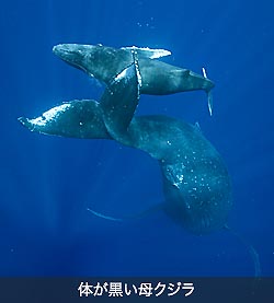 日本からの第2週目